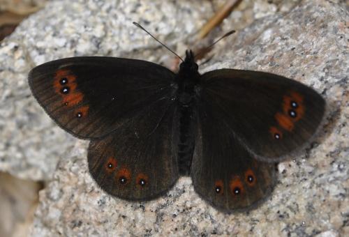 Erebia meolans